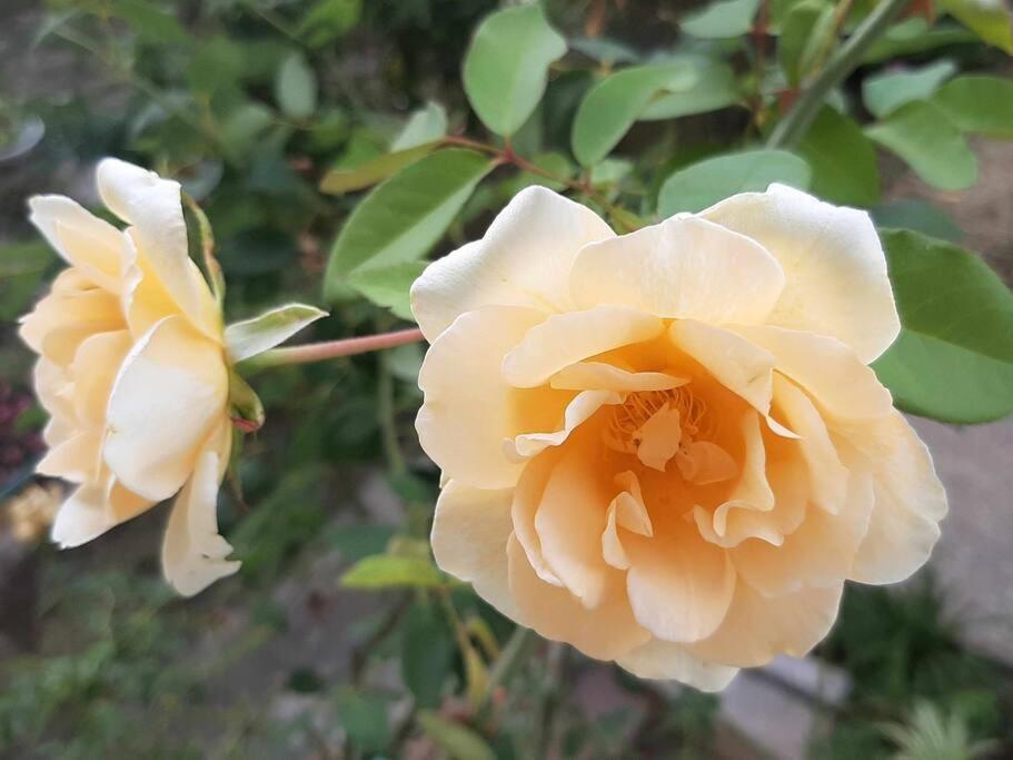 Apartament Villino La Rosa Antica Florencja Zewnętrze zdjęcie
